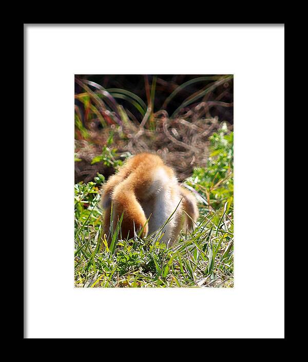 Fine Art Photograph Framed Print featuring the photograph Sandhill Chick 008 by Christopher Mercer