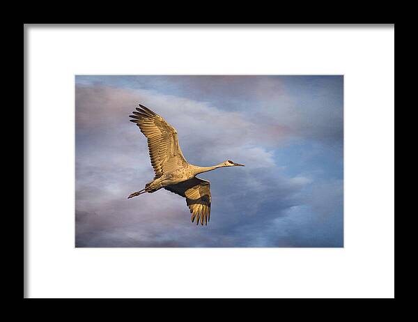 Sandhill Crane Framed Print featuring the photograph Sandhill Crane in Flight by Priscilla Burgers
