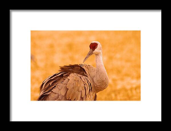 Cranes Framed Print featuring the photograph Sandhill Crane Posing by Jeff Swan