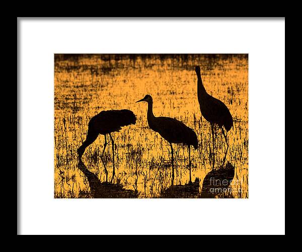 Sandhill Cranes Framed Print featuring the photograph Sandhill Crane Silhouette by John Greco