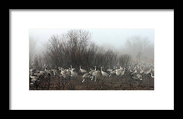 Sandhill Framed Print featuring the photograph Sandhill Cranes in the Fog by Farol Tomson