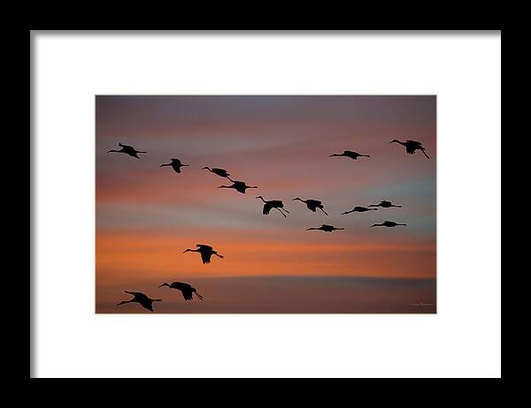Sandhill Framed Print featuring the photograph Sandhill Cranes Landing at Sunset by Avian Resources
