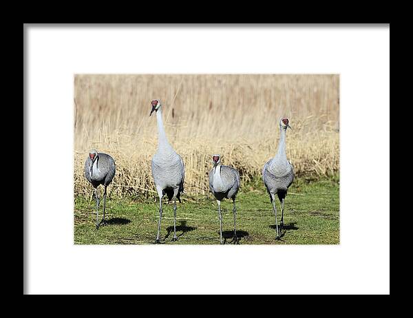 Crane Framed Print featuring the photograph Sandhill Cranes Street Gang by Lawrence Christopher