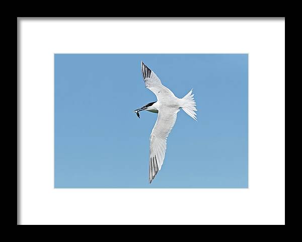 Animal Framed Print featuring the photograph Sandwich Tern Carrying A Fish by John Devries/science Photo Library