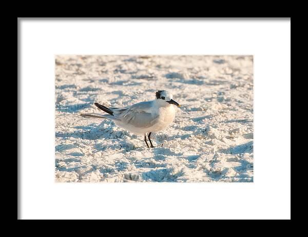 America Framed Print featuring the photograph Sandwich Tern by Richard Leighton