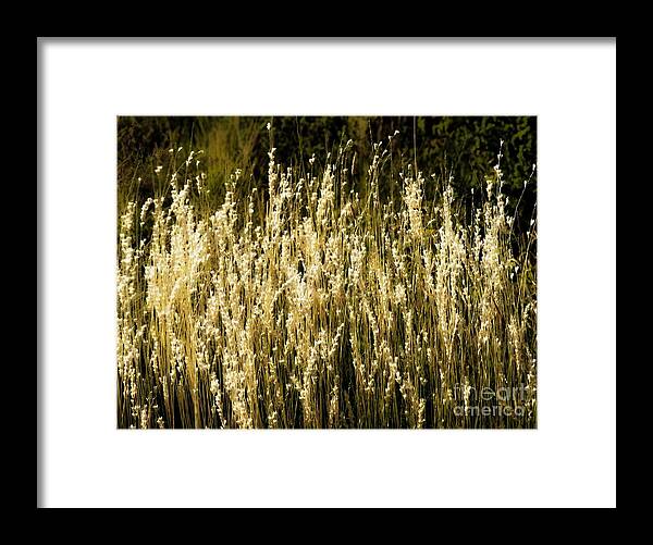 Color Photo Framed Print featuring the digital art Santa Fe Grasses by Tim Richards