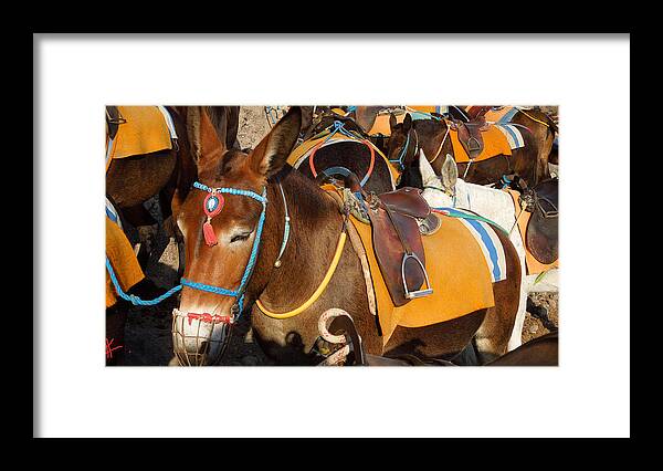 Colette Framed Print featuring the photograph Santorini Donkeys Ready for Work by Colette V Hera Guggenheim