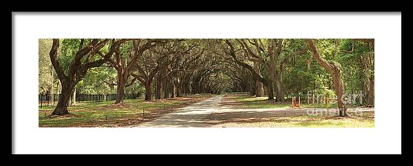 Avenue Of The Oaks Framed Print featuring the photograph Savannah Oaks Panoramic by Adam Jewell