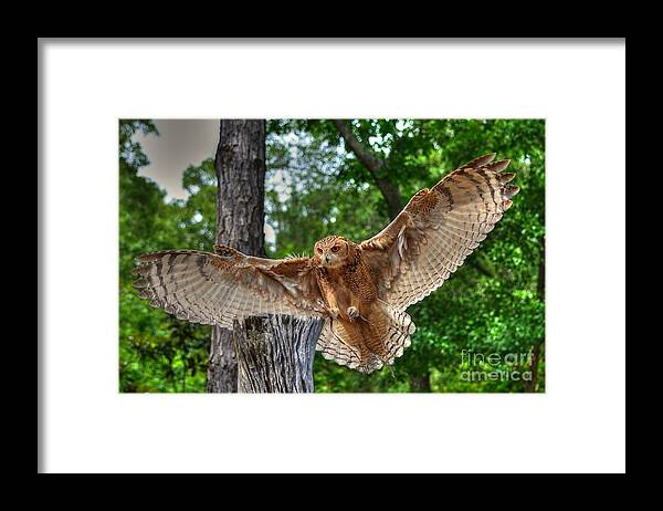 Owl Framed Print featuring the photograph Savigney's Eagle Owl Adult by Kathy Baccari