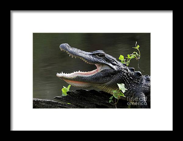American Alligator Framed Print featuring the photograph Say Aah - American Alligator by Meg Rousher