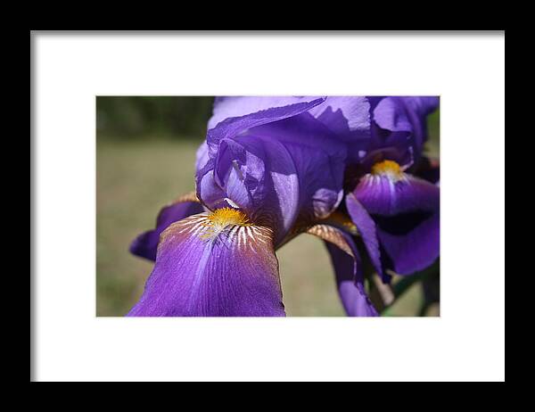 Irises Framed Print featuring the photograph Purple Iris Closeup by Cathy Harper