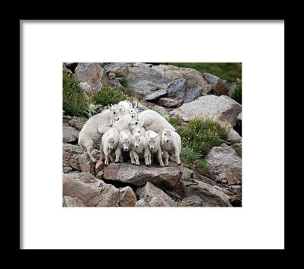 Mountain Goats; Posing; Group Photo; Baby Goat; Nature; Colorado; Crowd; Baby Goat; Mountain Goat Baby; Happy; Joy; Nature; Brothers Framed Print featuring the photograph Say Cheese by Jim Garrison