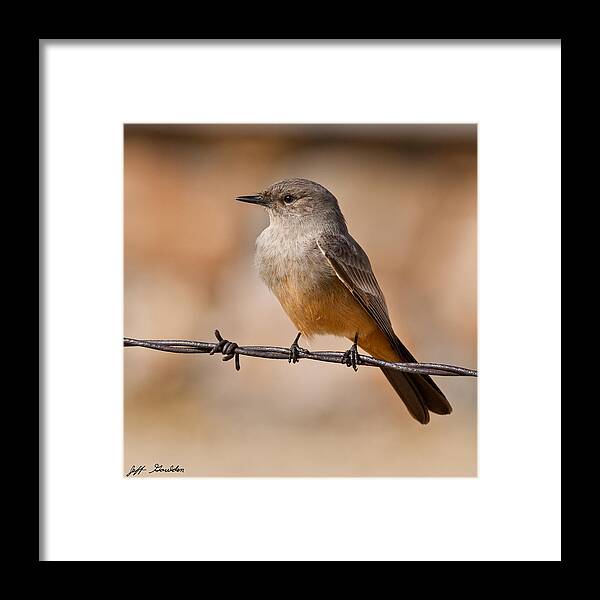 Animal Framed Print featuring the photograph Say's Phoebe on a Barbed Wire by Jeff Goulden