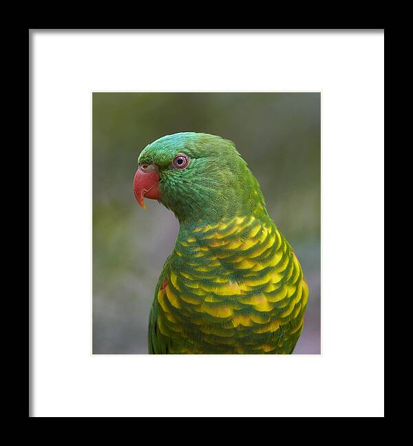 Martin Willis Framed Print featuring the photograph Scaly-breasted Lorikeet Australia by Martin Willis