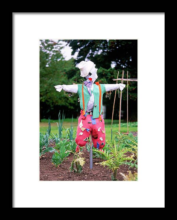 Scarecrows Framed Print featuring the photograph Scarecrow by Tony Wood/science Photo Library