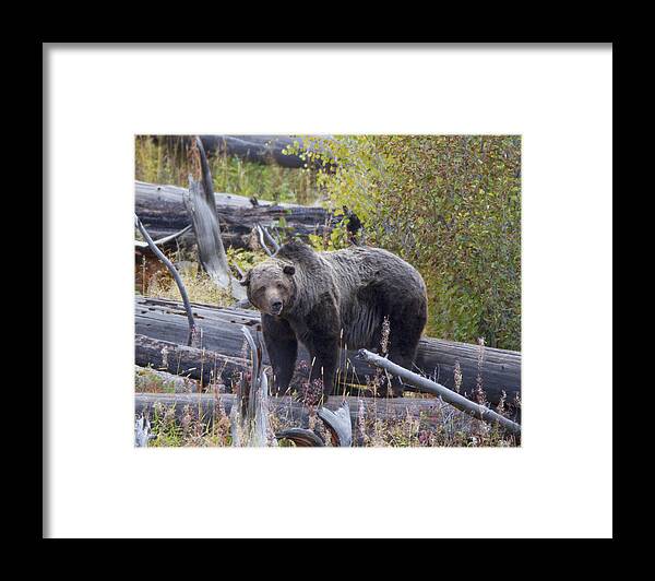 Nature Framed Print featuring the photograph Scarface by Gerry Sibell