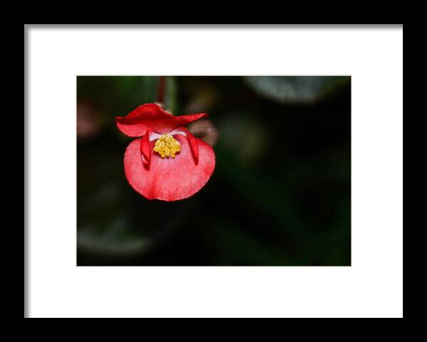 Joy Framed Print featuring the photograph Scarlet Begonia by Connie Fox