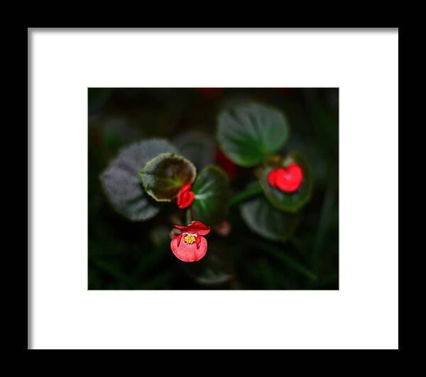 Scarlet Framed Print featuring the photograph Scarlet Begonias by Connie Fox
