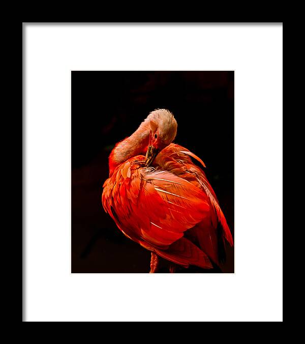 Ibis Framed Print featuring the photograph Scarlet Ibis by Tom and Pat Cory