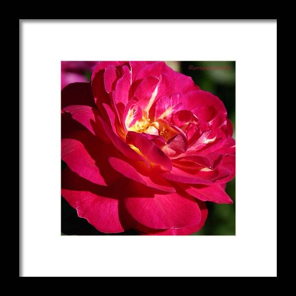 Rose Framed Print featuring the photograph Scarlet Red Rose by Anna Porter
