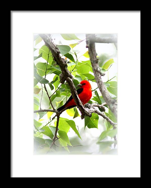 Scarlet Tanager Framed Print featuring the photograph Scarlet Tanager - 19 by Travis Truelove