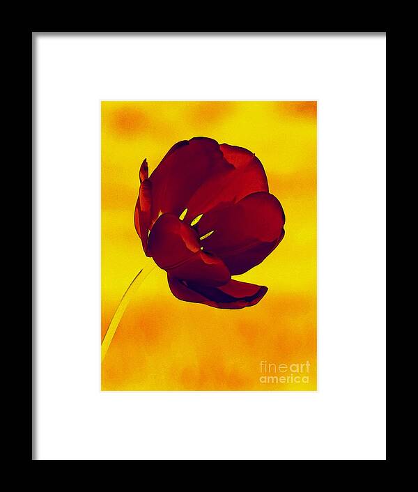 Tulip Framed Print featuring the photograph Scarlet Tulip At Sunset by Sharon Woerner