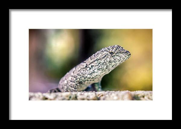 America Framed Print featuring the photograph Sceloporus undulatus by Rob Sellers