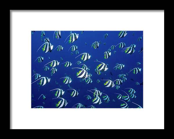 Animal Framed Print featuring the photograph Schooling Bannerfish, Raja Ampat by Jaynes Gallery