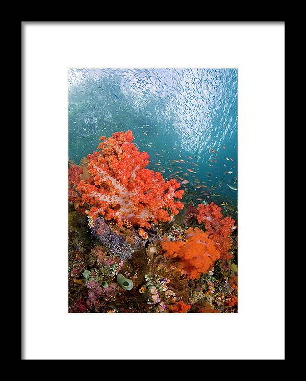 Animal Framed Print featuring the photograph Schooling Fish Swim Past Colorful by Jaynes Gallery