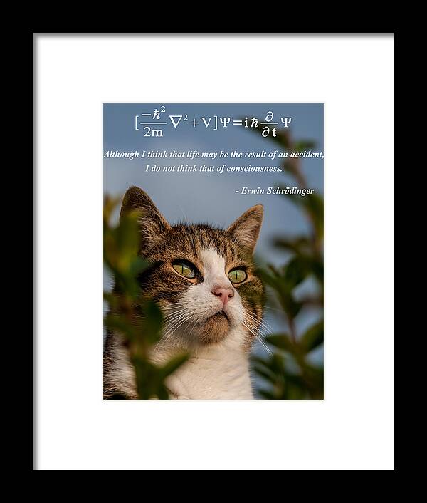 Science Framed Print featuring the photograph Schrodinger's cat by Alex Hiemstra