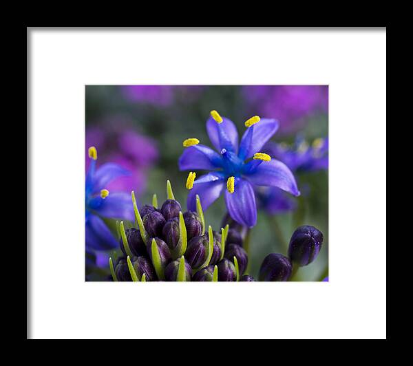 Floral Framed Print featuring the photograph Scilla Peruviana by Priya Ghose