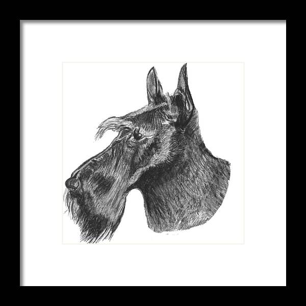Scottie Dog Framed Print featuring the drawing Scottish Terrier Dog by Catherine Roberts