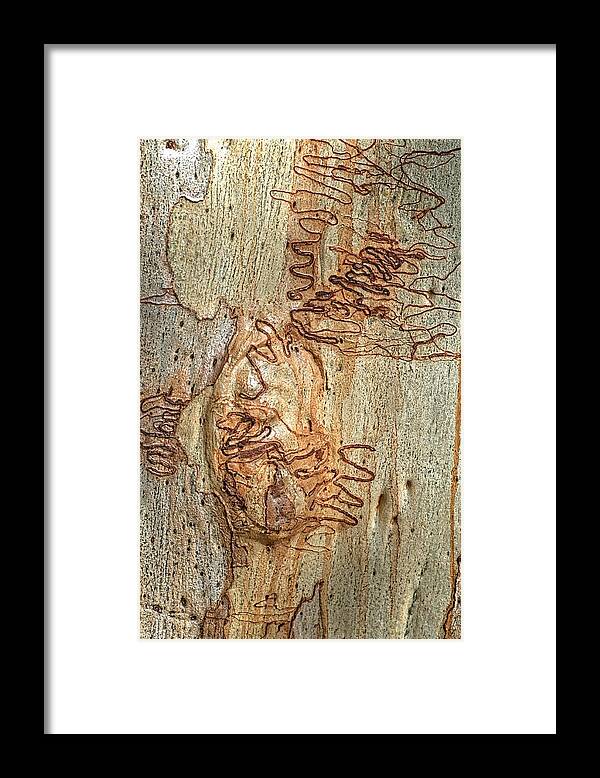 Trees Framed Print featuring the photograph Scribbly Gum Art Portrait B by Peter Kneen