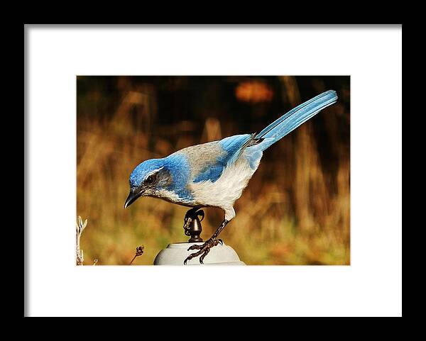 Jay Framed Print featuring the photograph Scrub Jay by VLee Watson