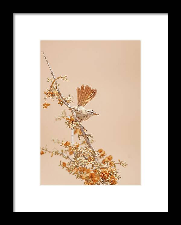 Bird Framed Print featuring the photograph Scrub Warbler by Shlomo Waldmann