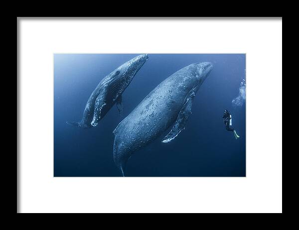 Tranquility Framed Print featuring the photograph Scuba diver approaches adult female humpback whale (Megaptera novaeangliae) and younger male escort, Roca Partida, Revillagigedo, Mexico by Rodrigo Friscione