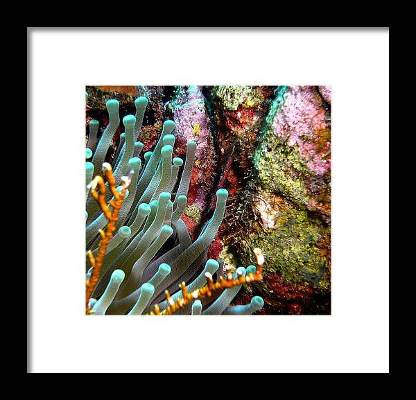 Nature Framed Print featuring the photograph Sea Anemone and Coral Rainbow Wall by Amy McDaniel