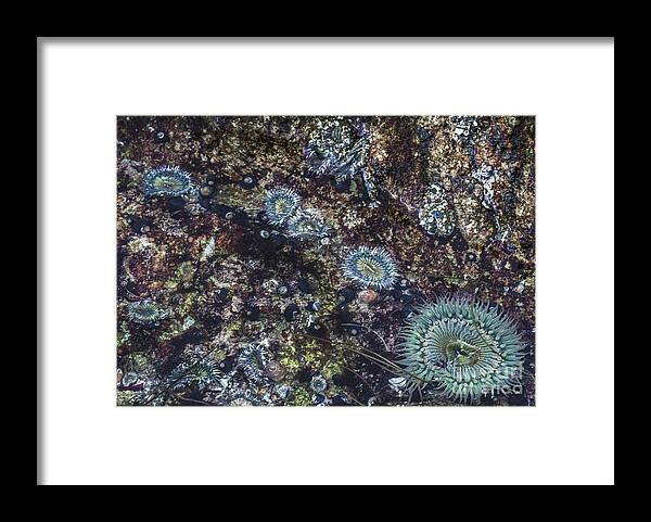 Anenome Framed Print featuring the mixed media Sea Anenome Jewels by Terry Rowe