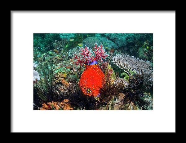 Sea Apple Framed Print featuring the photograph Sea Apple by Georgette Douwma/science Photo Library