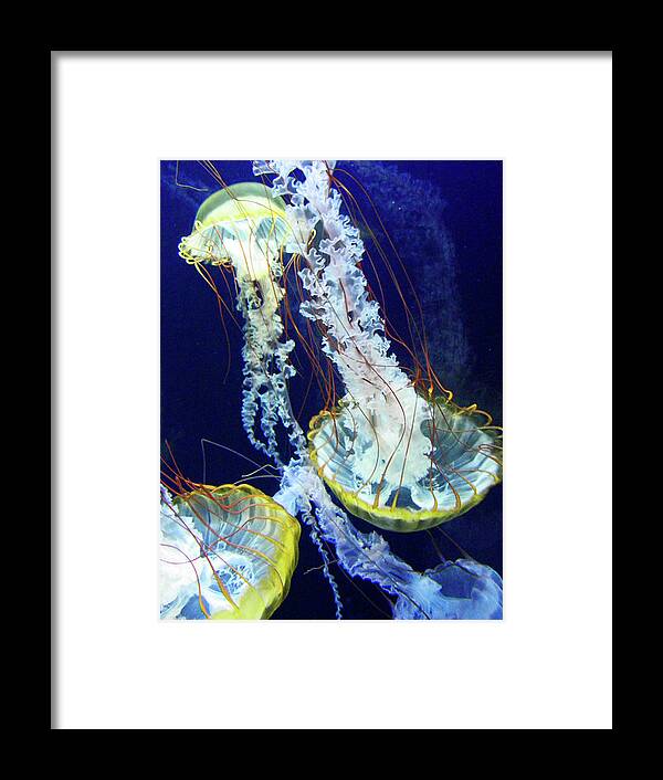 Jellyfish Framed Print featuring the photograph Sea Dance by Elizabeth Hoskinson