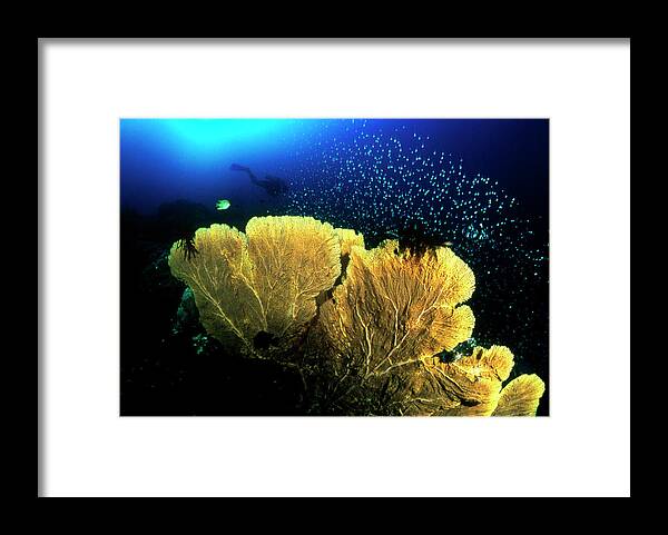 Sea Fan Framed Print featuring the photograph Sea Fan Coral by Matthew Oldfield/science Photo Library