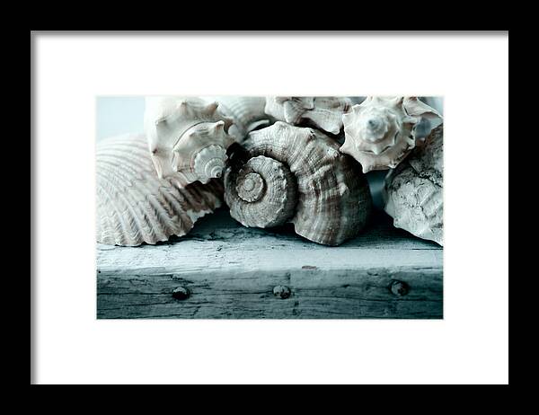 Sea Shells Framed Print featuring the photograph Sea Gifts by Bonnie Bruno