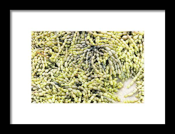 Neptune'ss Necklace Framed Print featuring the photograph Sea Grapes (hormosira Banksii) by Dr Jeremy Burgess/science Photo Library