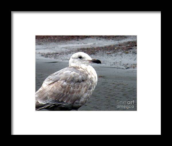 Ocean Shores Framed Print featuring the photograph Sea Gull by the Ocean Shore by Kathy White