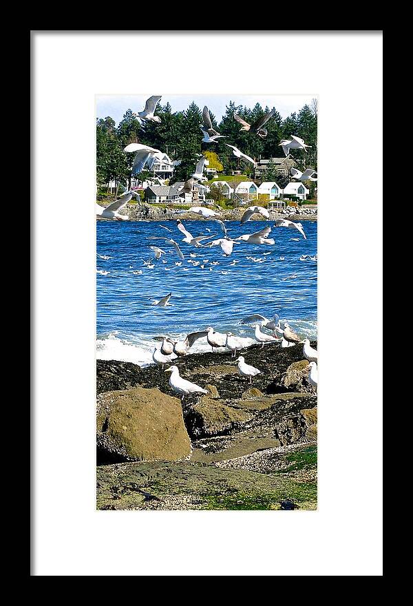  Framed Print featuring the photograph Sea Gulls Across the Bay by Brian Sereda