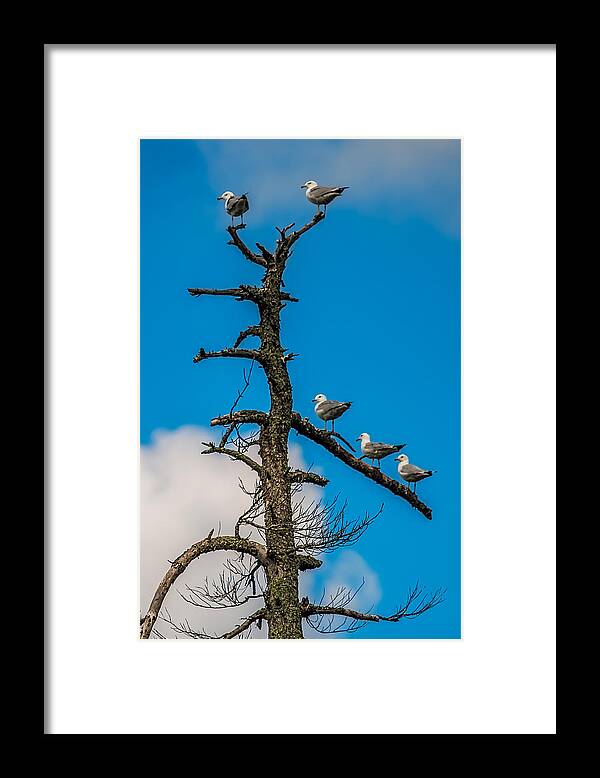 Gull Framed Print featuring the photograph Sea Gulls Hangin Out by Paul Freidlund