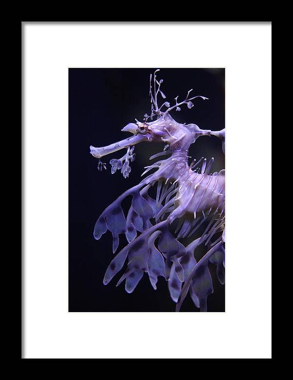 sea Horse Framed Print featuring the photograph Sea Horse by Donna Corless