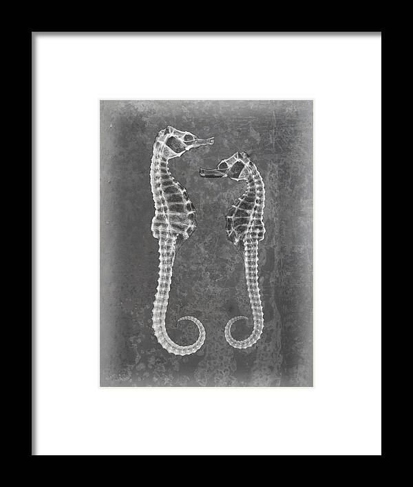 X-ray Art Framed Print featuring the photograph Sea Horses X-ray Art by Roy Livingston