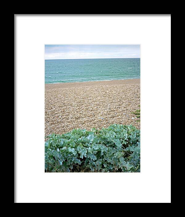 Sea Holly Framed Print featuring the photograph Sea Kale On A Beach by Robert Brook/science Photo Library