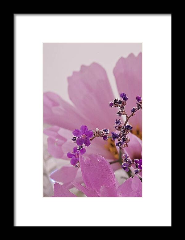 Lavatera Framed Print featuring the photograph Sea Lavender Macro by Sandra Foster